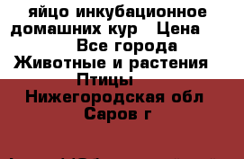 яйцо инкубационное домашних кур › Цена ­ 25 - Все города Животные и растения » Птицы   . Нижегородская обл.,Саров г.